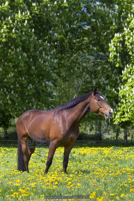 : Horse, -Trakehner - Schleswig-Holstein, Germany : Horse, -Trakehner - Schleswig-Holstein, Germany