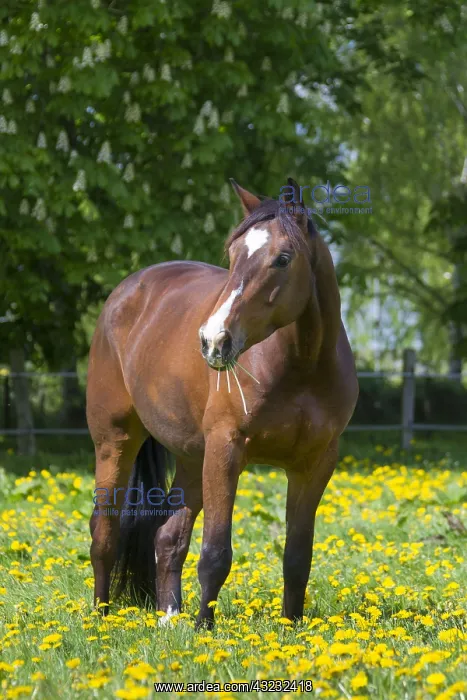 : Horse, -Trakehner - Schleswig-Holstein, Germany : Horse, -Trakehner - Schleswig-Holstein, Germany