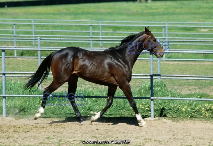  : HORSE - trotting