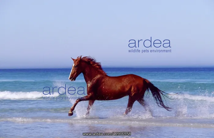 : Horse trotting through surf : Horse trotting through surf