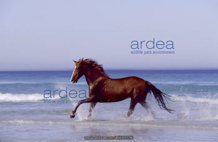 : Horse - trotting through waves in sea : Horse - trotting through waves in sea