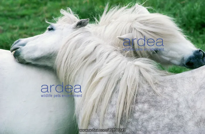  : HORSE - two, Shetland Ponies mutual grooming