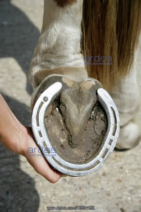  : Horse. Underside of hoof