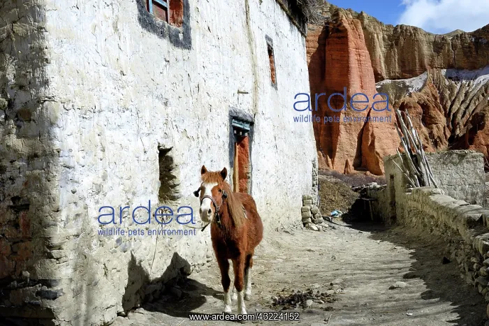: Horse in the village of Dhakmar - Upper Mustang Nepal : Horse in the village of Dhakmar - Upper Mustang Nepal