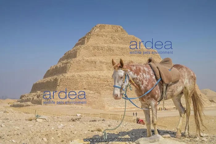 : Horse waiting for tourists, Step Pyramid of King : Horse waiting for tourists, Step Pyramid of King