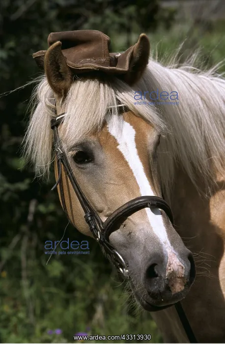 : HORSE - wearing a hat and bridle : HORSE - wearing a hat and bridle