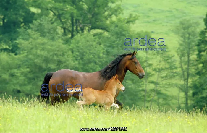 : Horse - Welsh Cob mare & foal - running : Horse - Welsh Cob mare & foal - running