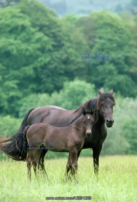 : Horse - Welsh Cob Pony - mare & foal : Horse - Welsh Cob Pony - mare & foal