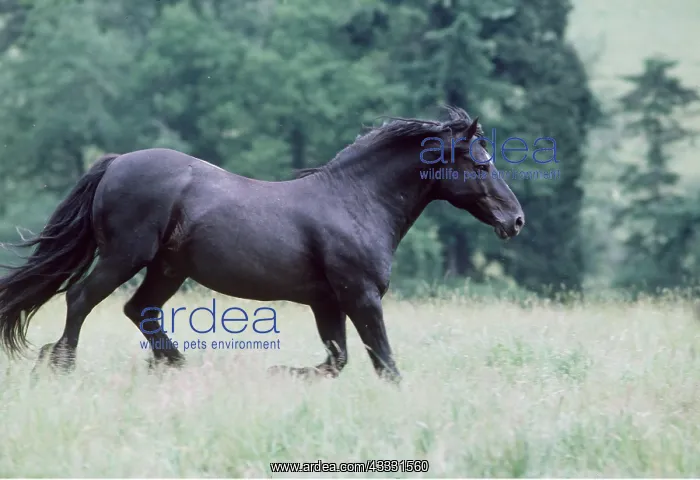 : HORSE - Welsh Cob Stallion : HORSE - Welsh Cob Stallion