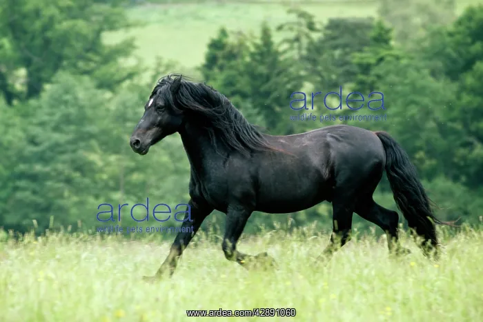 : HORSE - Welsh cob Stallion (type c) : HORSE - Welsh cob Stallion (type c)