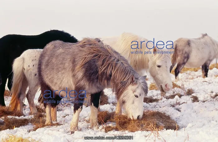 : HORSE - Welsh Mountain Ponies : HORSE - Welsh Mountain Ponies