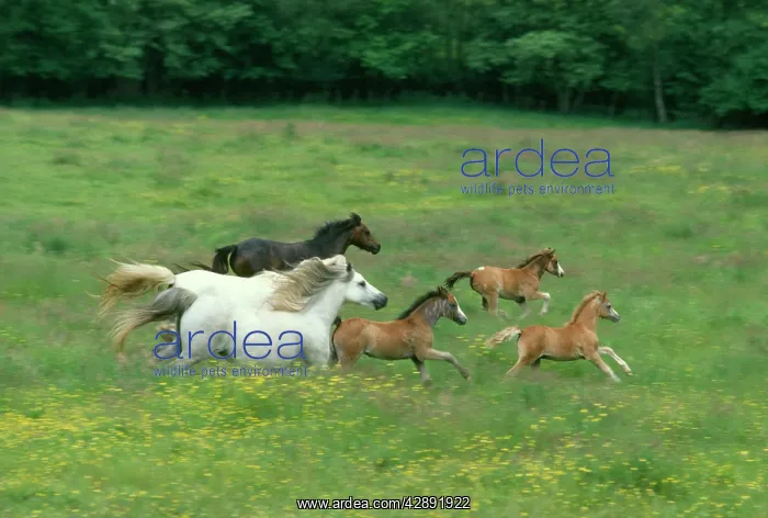 : HORSE - Welsh Mountain Ponies and foals cantering in field : HORSE - Welsh Mountain Ponies and foals cantering in field
