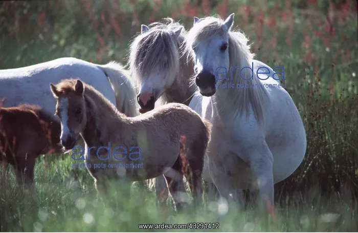 : HORSE - WELSH MOUNTAIN PONIES - group including : HORSE - WELSH MOUNTAIN PONIES - group including