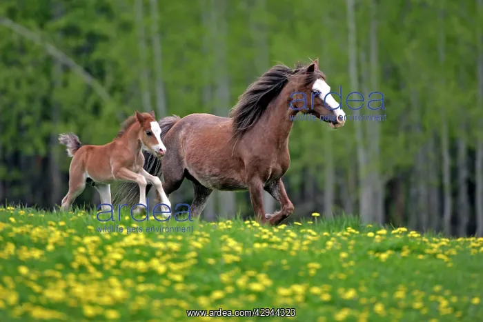 : Horse - Welsh Mountain Ponies, Mare and foal running : Horse - Welsh Mountain Ponies, Mare and foal running