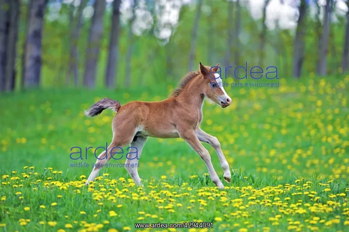 : Horse - Welsh Mountain Pony Colt galloping over : Horse - Welsh Mountain Pony Colt galloping over