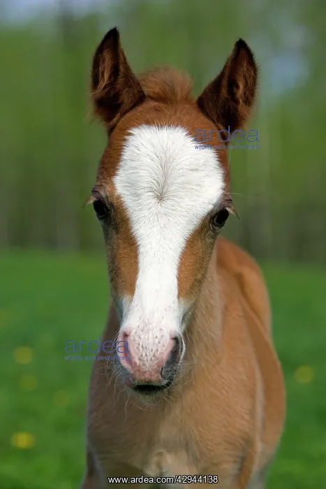 : Horse - Welsh Mountain Pony Colt portrait close-up : Horse - Welsh Mountain Pony Colt portrait close-up