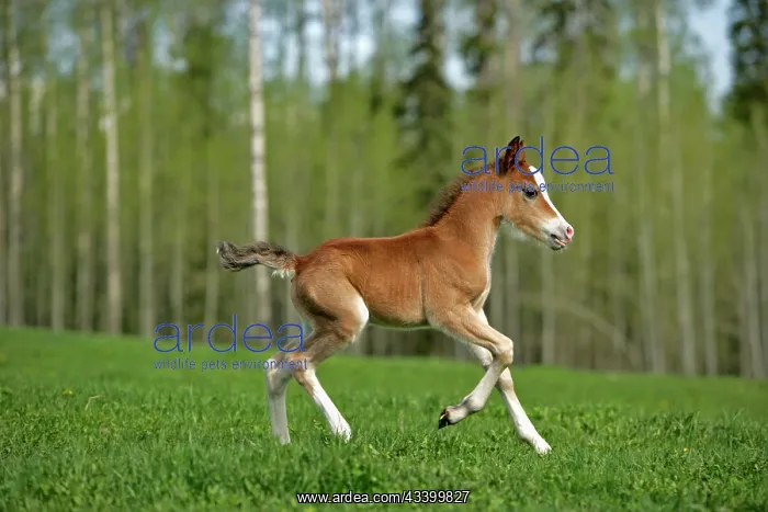 : Horse - Welsh Mountain Pony Colt running on meadow : Horse - Welsh Mountain Pony Colt running on meadow
