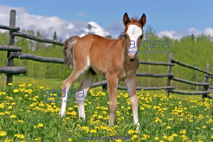 : Horse - Welsh Mountain Pony Colt, few weeks old : Horse - Welsh Mountain Pony Colt, few weeks old