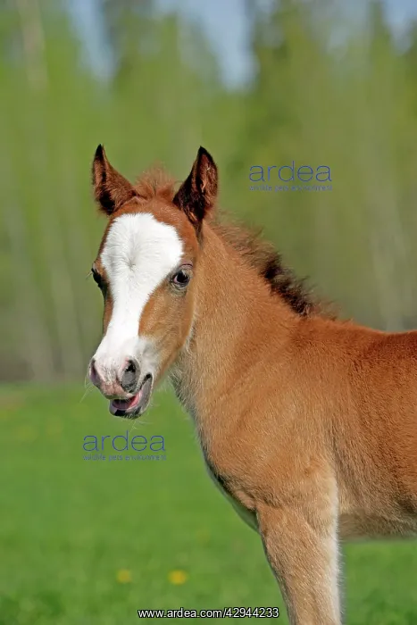 : Horse - Welsh Mountain Pony Colt, few weeks old : Horse - Welsh Mountain Pony Colt, few weeks old