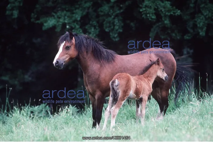 : HORSE - Welsh Mountain Pony and foal (Type A) : HORSE - Welsh Mountain Pony and foal (Type A)