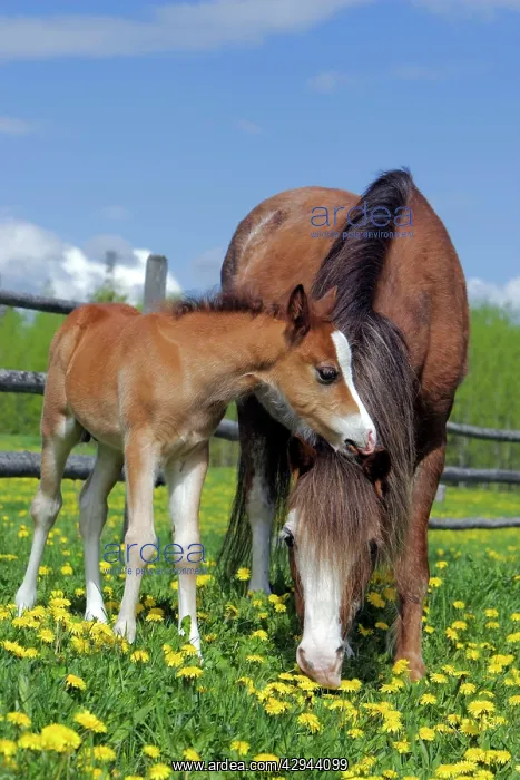 : Horse - Welsh Mountain Pony Mare with colt at summer : Horse - Welsh Mountain Pony Mare with colt at summer