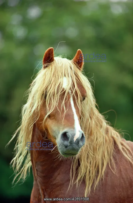 : HORSE - Welsh Mountain Pony Stallion - type A : HORSE - Welsh Mountain Pony Stallion - type A