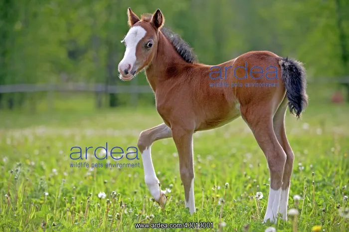 : Horse Welsh Mountain few week old pony standing : Horse Welsh Mountain few week old pony standing