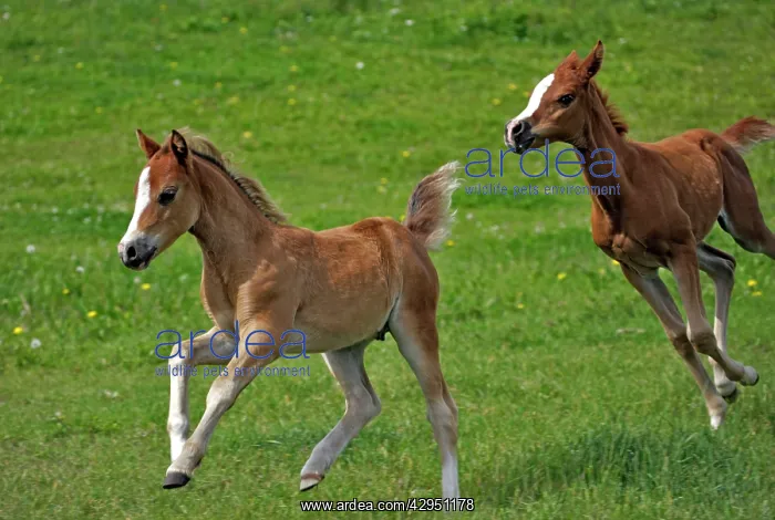 : Horse - Welsh Pony Colt and Arabian Filly running : Horse - Welsh Pony Colt and Arabian Filly running