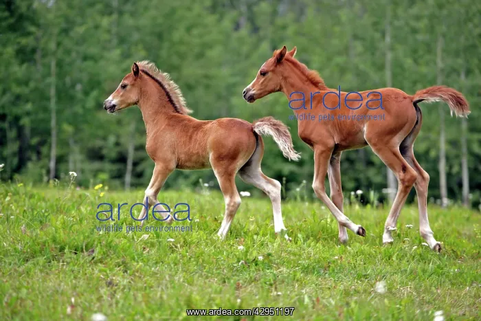 : Horse - Welsh Pony Colt and Arabian Filly running : Horse - Welsh Pony Colt and Arabian Filly running