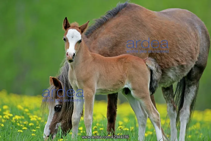 : Horse - Welsh Pony Mare and Colt together in meadow : Horse - Welsh Pony Mare and Colt together in meadow
