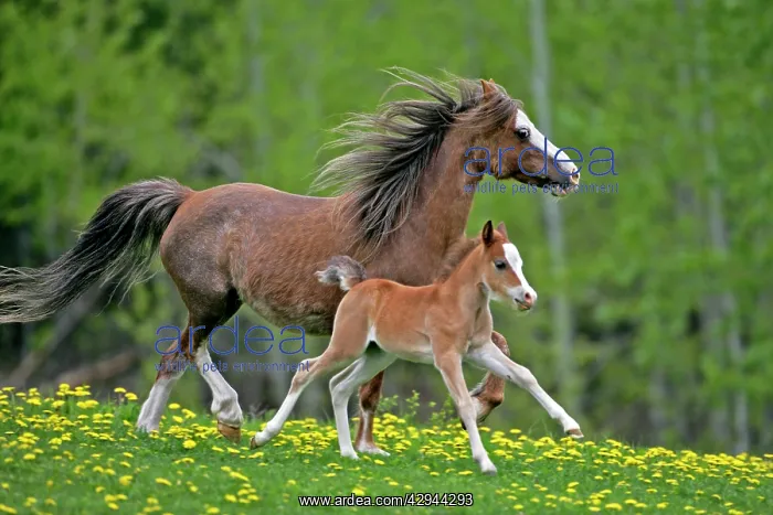 : Horse - Welsh Pony Mare and Foal running together on meadow : Horse - Welsh Pony Mare and Foal running together on meadow