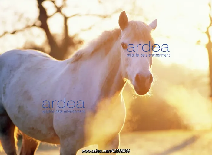 : Horse - whitish grey mare, backlit with misty breath : Horse - whitish grey mare, backlit with misty breath