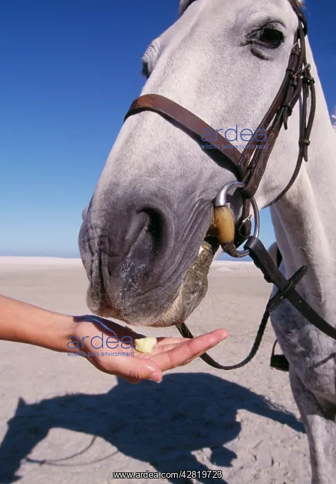  : Horse - wide angle close-up, being feed from hand