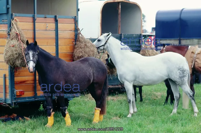 : HORSE - X2. Ponies tethered to box / trailers : HORSE - X2. Ponies tethered to box / trailers