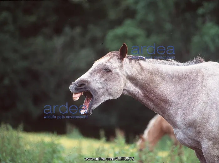 : HORSE - yawning / braying : HORSE - yawning / braying