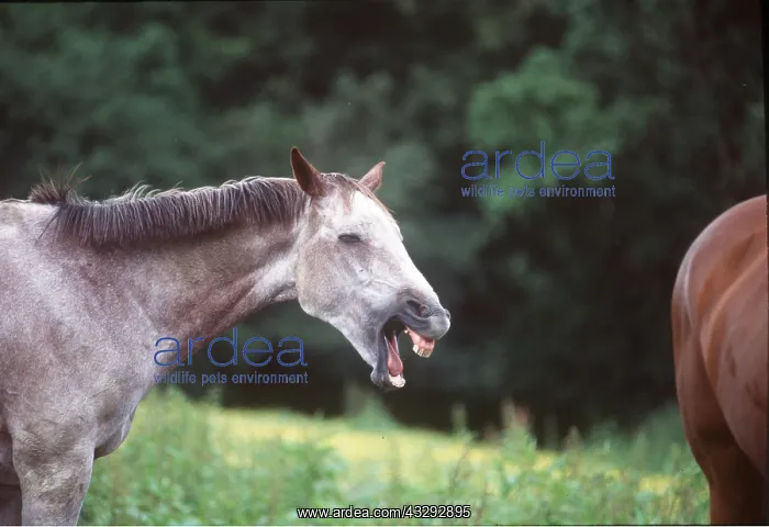 : HORSE - yawning / braying : HORSE - yawning / braying