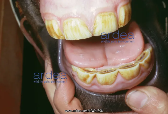 : Horse - yearling's teeth : Horse - yearling's teeth