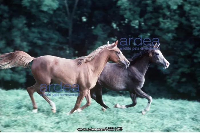 : HORSE - two young arab horses cantering in field : HORSE - two young arab horses cantering in field