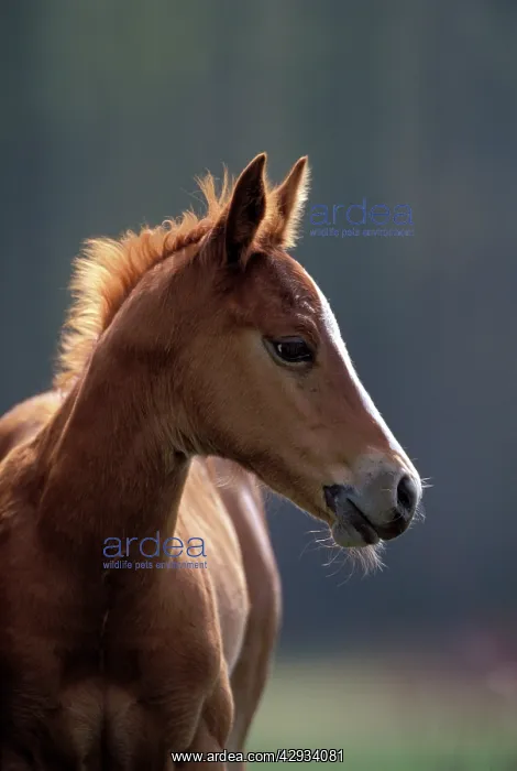 : Horse - Young Colt at spring pasture : Horse - Young Colt at spring pasture
