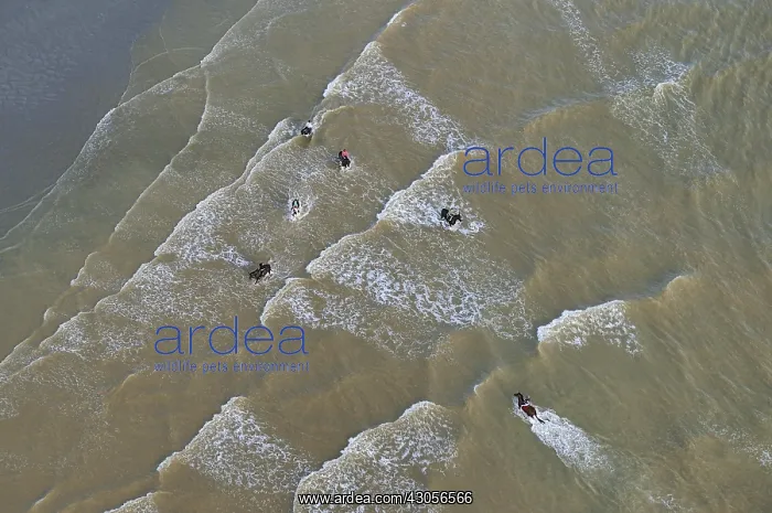 : Horseback riding in the Bay of Somme France : Horseback riding in the Bay of Somme France