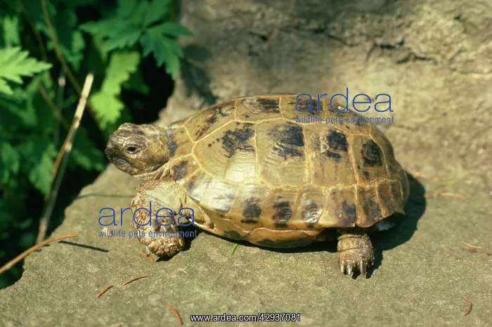  : Horsefield's Tortoise