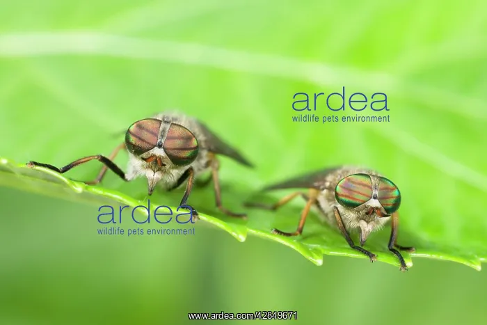  : Horseflies - Two sitting on leaf