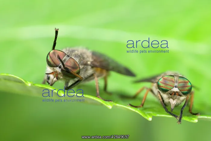 : Horseflies - Two sitting on leaf : Horseflies - Two sitting on leaf