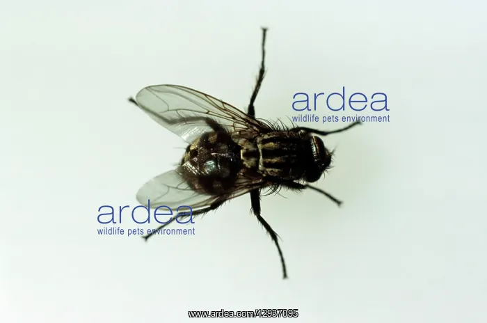 : HORSEFLY - from above : HORSEFLY - from above