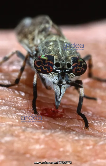 : Horsefly (Chrysozona pluvialis) biting in human : Horsefly (Chrysozona pluvialis) biting in human