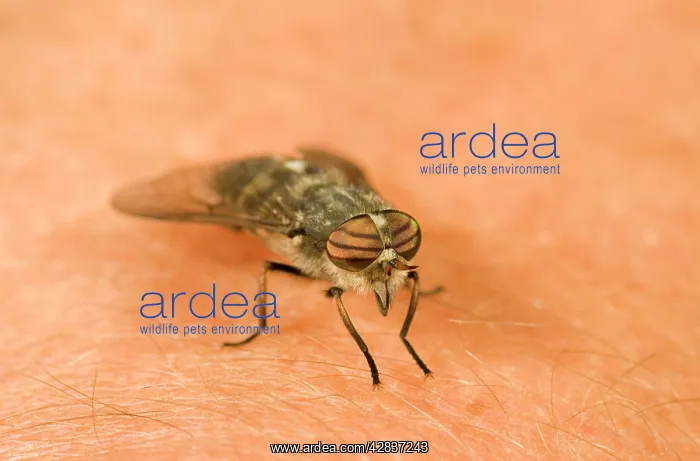: Horsefly / Deer Fly - On human skin : Horsefly / Deer Fly - On human skin