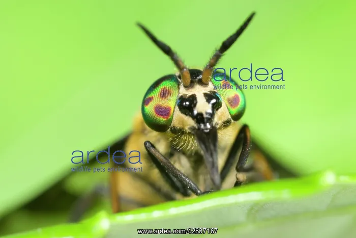 : Horsefly / Deer Fly - Resting on leaf : Horsefly / Deer Fly - Resting on leaf