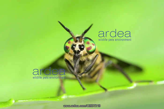 : Horsefly  /  Deer Fly - Resting on Leaf