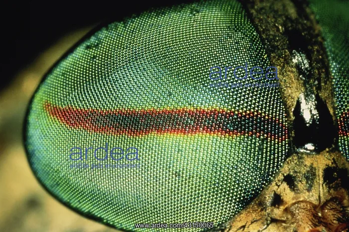 : Horsefly eye : Horsefly eye