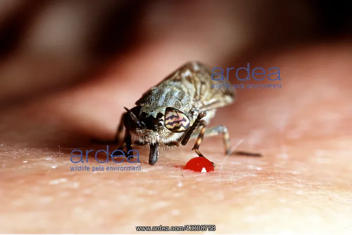 : HORSEFLY - Feeding on human arm : HORSEFLY - Feeding on human arm
